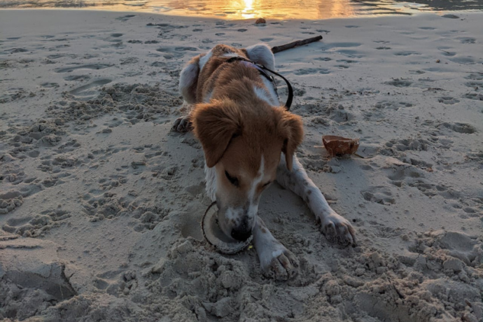 dog eating coconut on beach