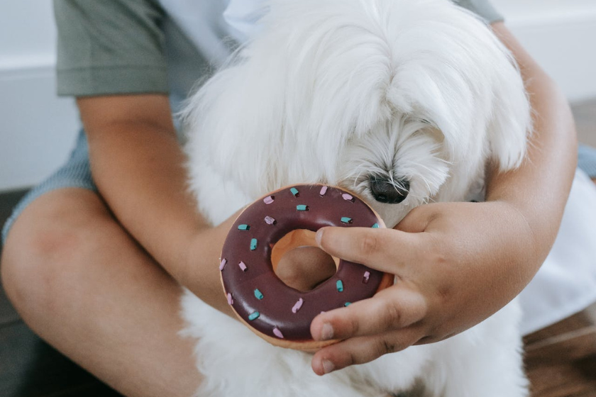 dog eating donut from boy's hand