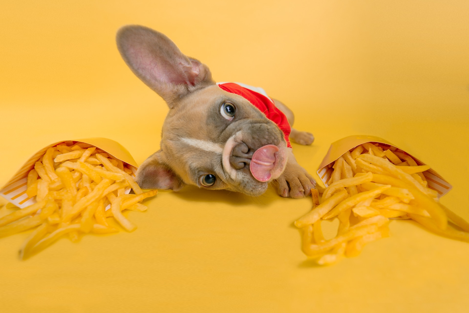dog eyeing fries yellow