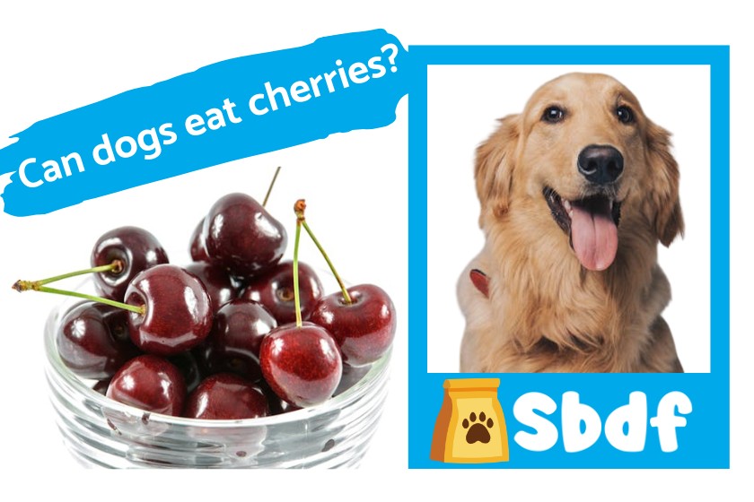 dog and a bowl of cherries