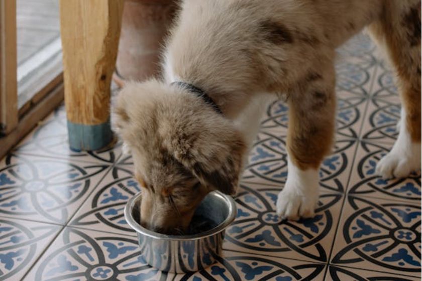 pup eating wet food from bowl