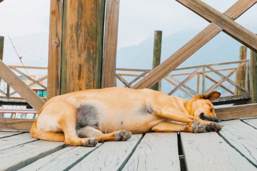 gassy dog on a deck