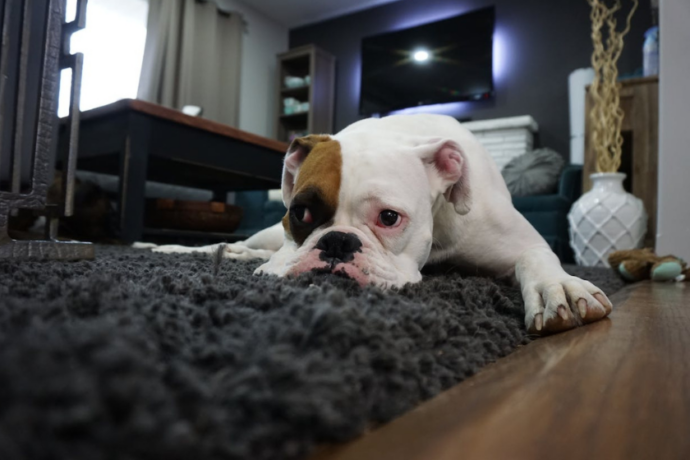 lazy dog chin down on rug