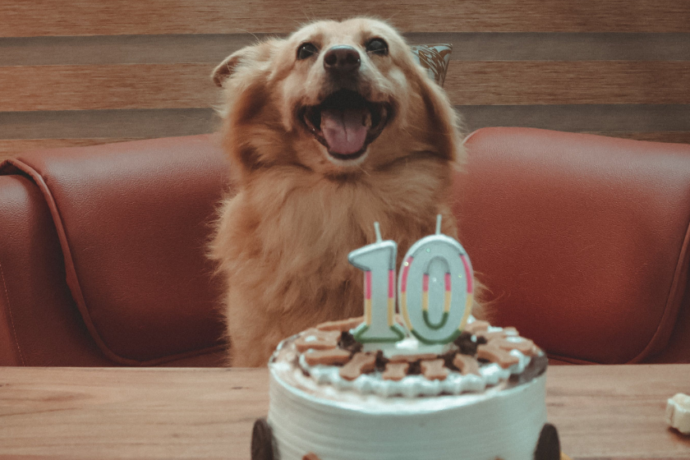 doggy birthday cake