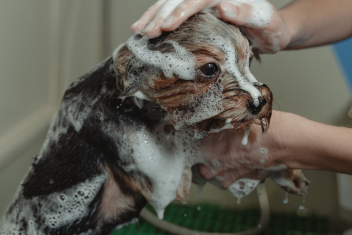 puppy washing