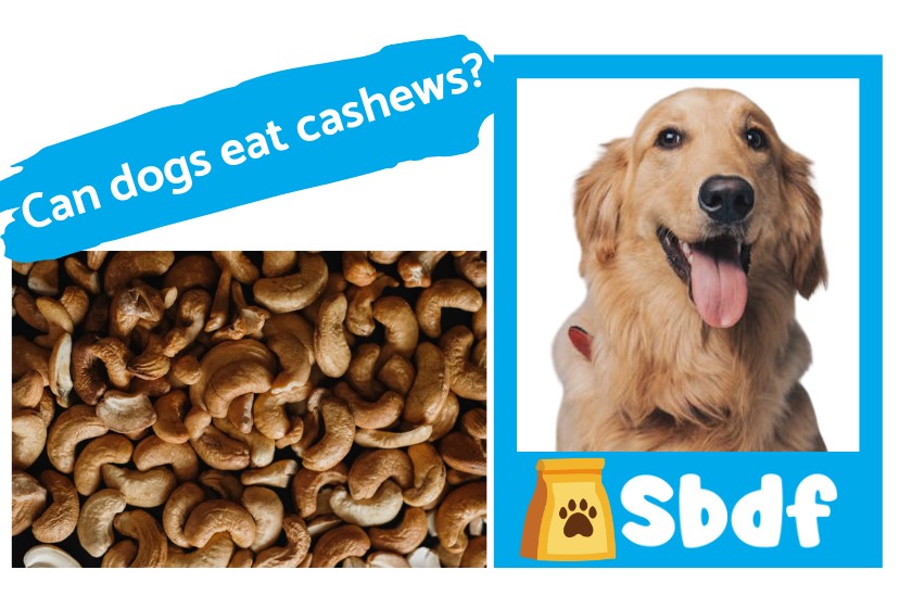 cashews are safe for most dogs