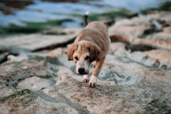 older dog walking on rocks