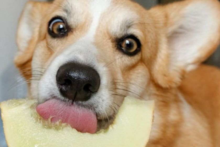 happy dog eating honeydew