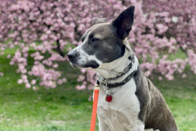 dog squinting spring flower