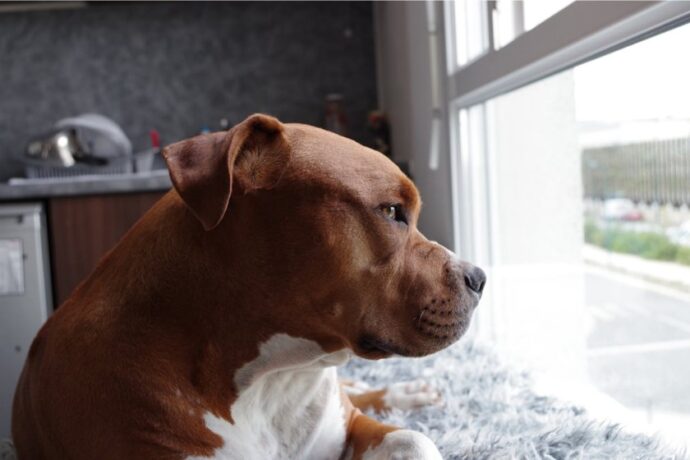pitbull looking out window