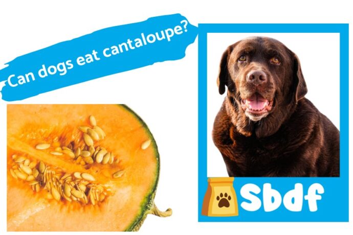 brown dog with cantaloupe