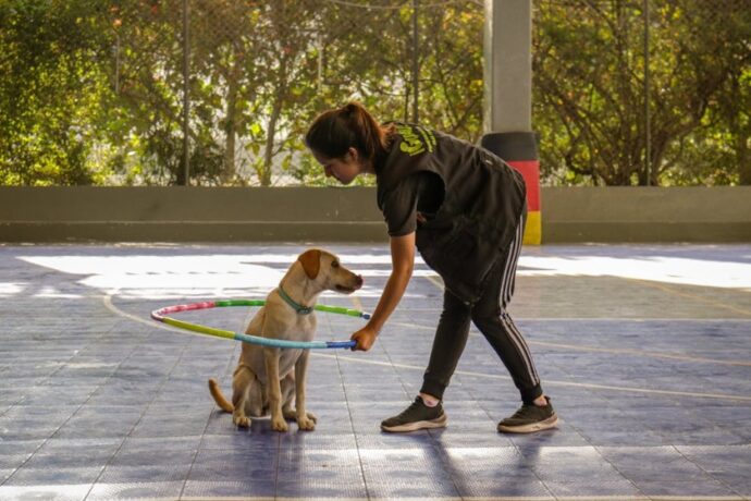 dog training with hula hoop