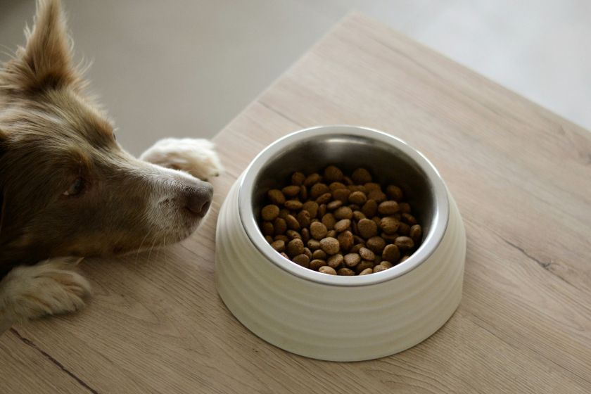 Dog begging for its food dish.