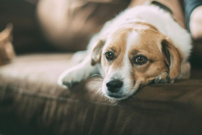 A dog laying on the couch.