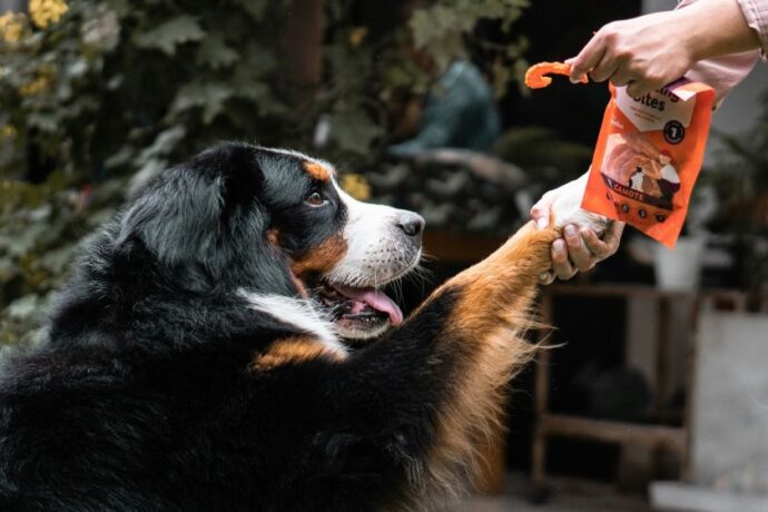 A dog getting a treat.