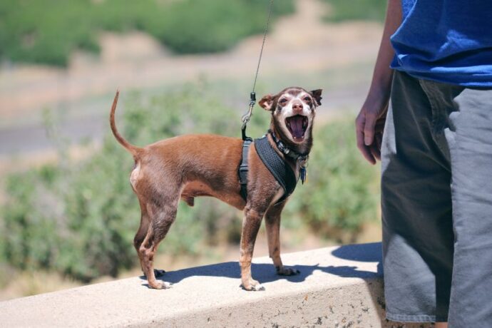 A small dog on a leash.