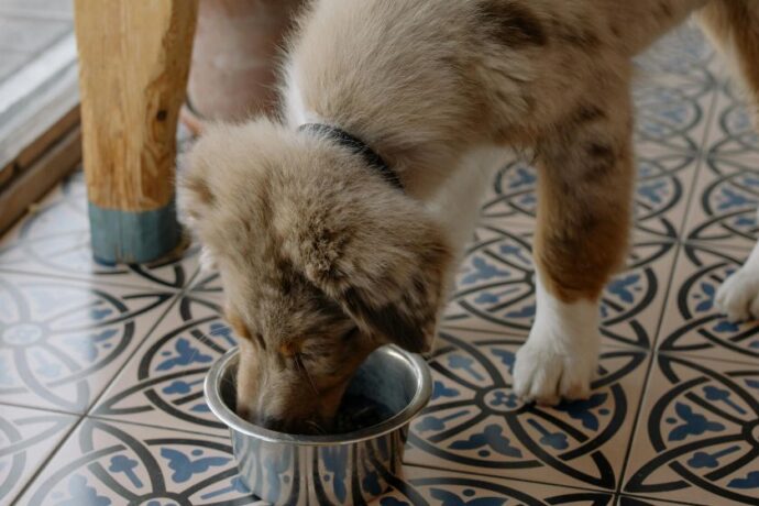 A dog eating food out of a bowl.