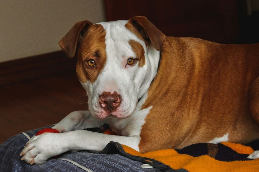 A brown and white pitbull.