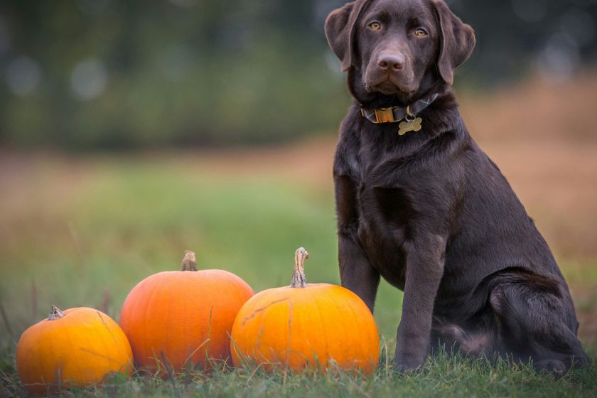 A chocolate lab posing with three pumpkins.