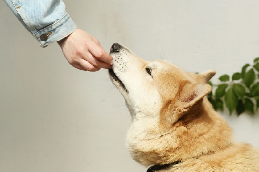 A dog getting fed a treat.