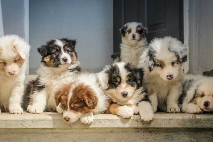 Seven puppies sitting on a set of steps.