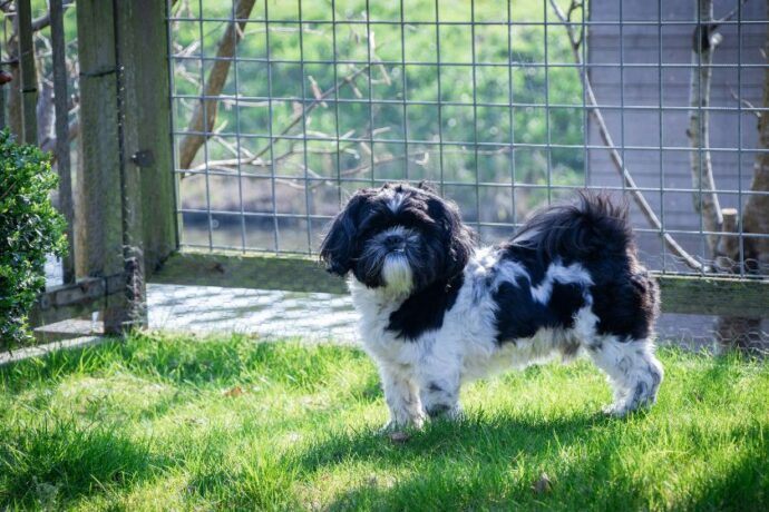 A Shih Tau standing outside.