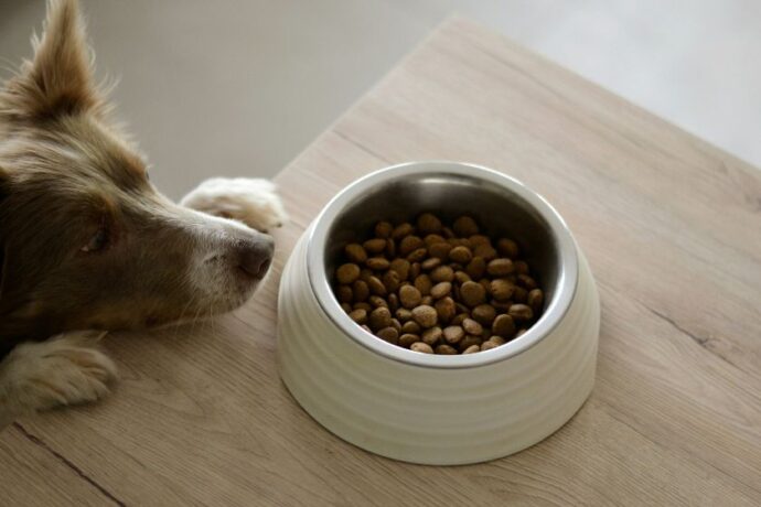 A dog sitting by a dog food bowl.