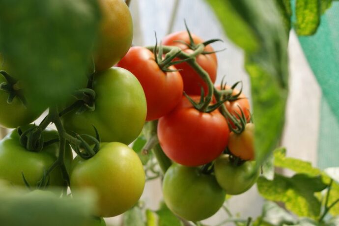 Green and red tomatoes on a vine.