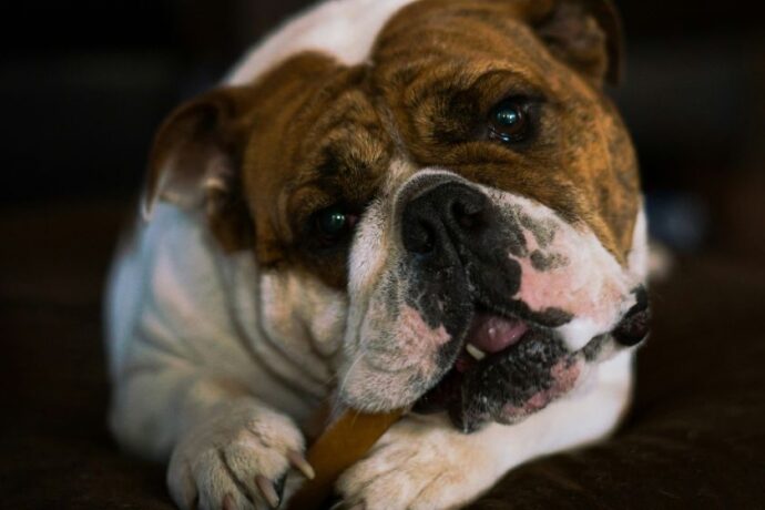 A bulldog chewing a bone.