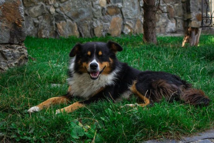 A dog sitting in a yard.