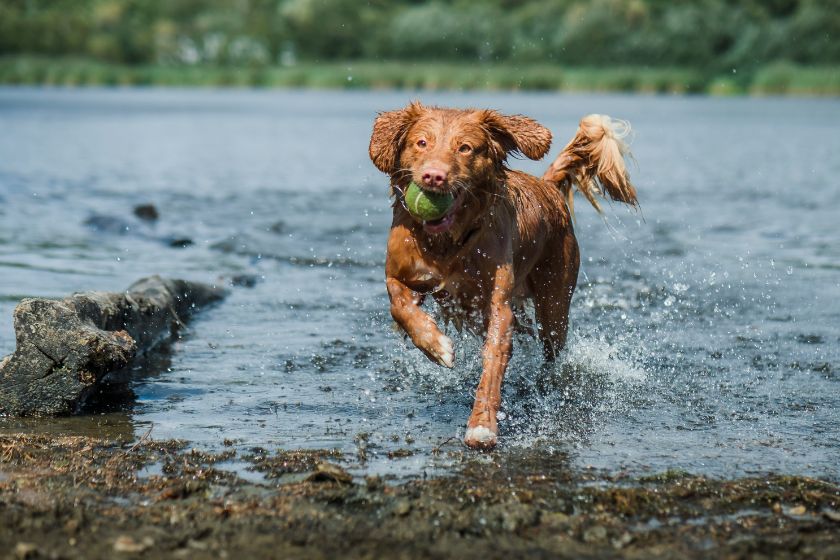 A dog catching a ball in a pond.