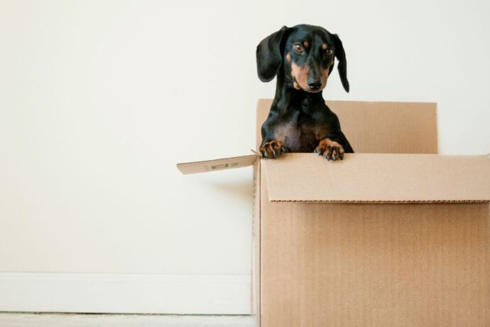 A weiner dog in a delivery box.