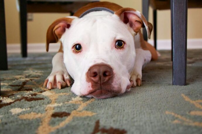 A pitbull laying on the floor.