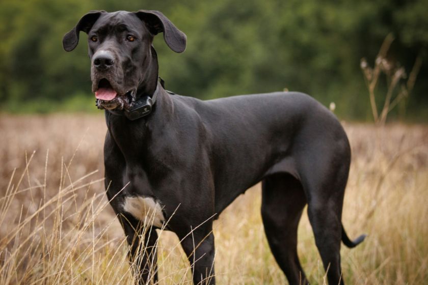 A Great Dane standing outside.