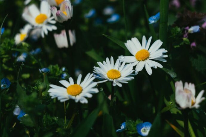 A bunch of chamomile flowers.