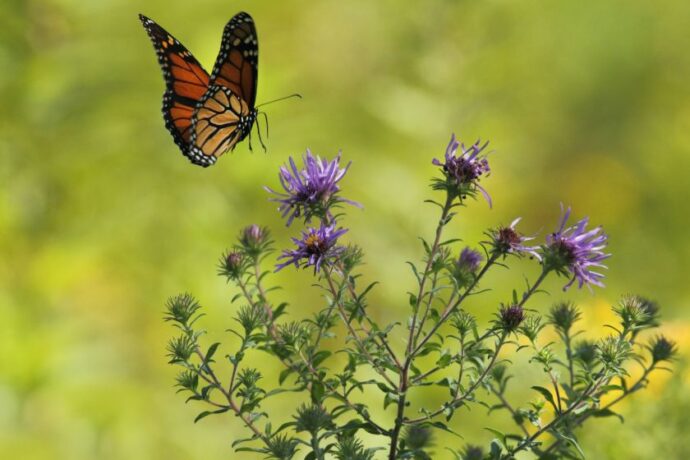 Milk thistle.