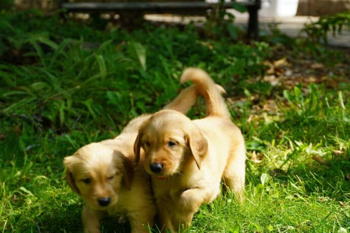 Two Golden Retriever puppies outside.