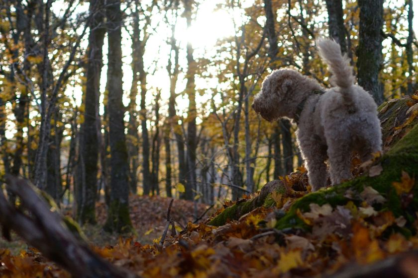 A dog outside in the woods.