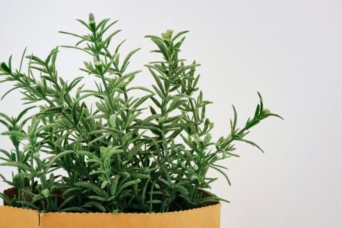 A bunch of rosemary in a pot.