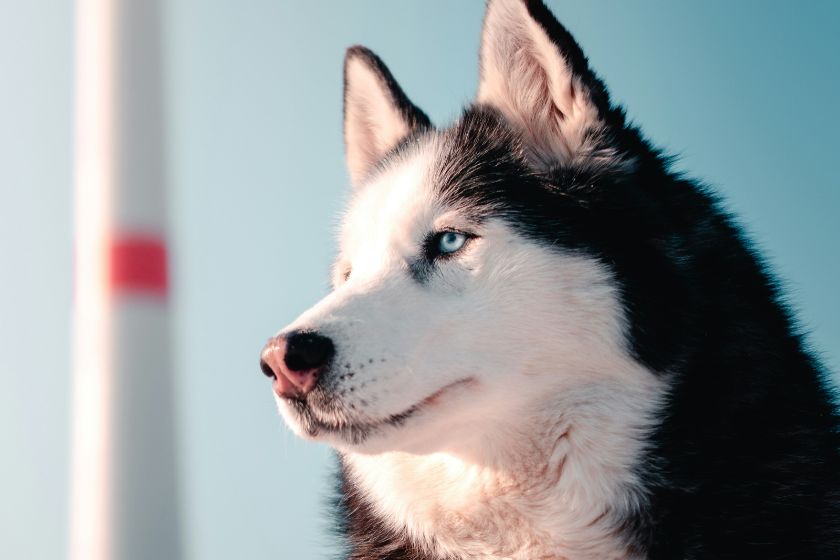 A husky outside.