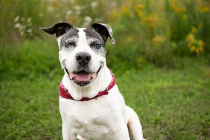 A dog sitting outside in a yard.