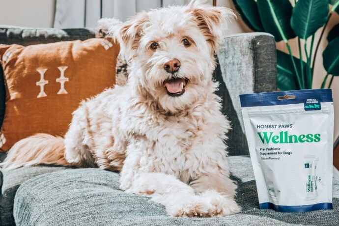 A dog on a couch next to a pouch of probiotics.