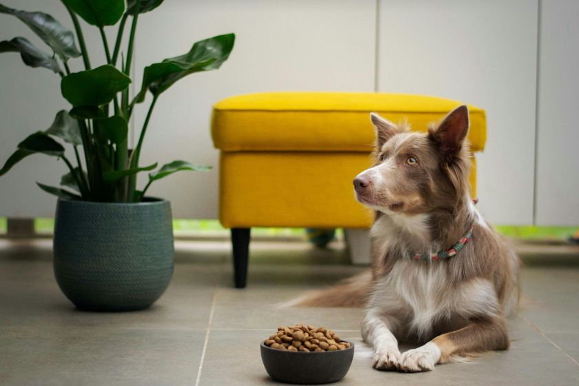 A dog sitting with a food bowl.