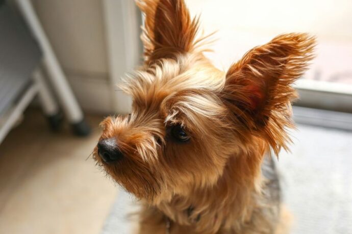 A Yorkie.