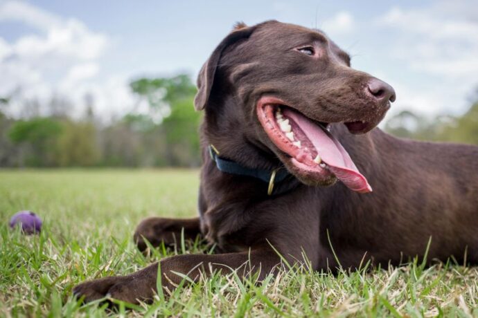 A chocolate lab sitting outside.