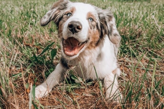 A dog sitting outside in the grass.